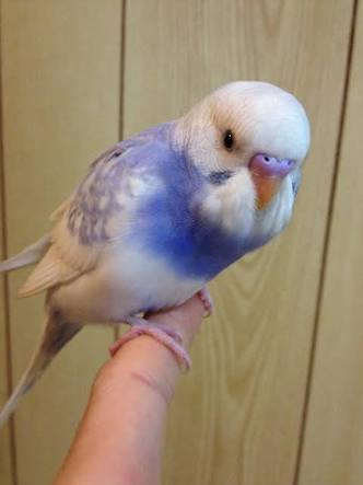 インコ！