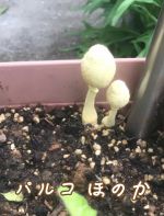 家の植木鉢