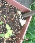 家の植木鉢 そ…