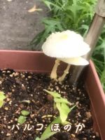 家の植木鉢 翌日