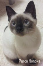 「にゃん」「に…