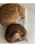 ☆【(=^・・^=)…
