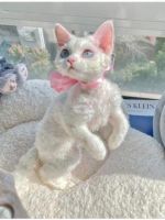 体験うさぎちゃん♡