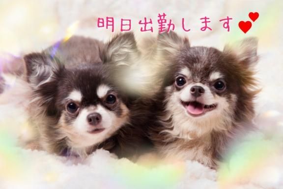 明日も出勤しまーす