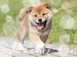 こんにちは♪