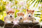 宮城まお