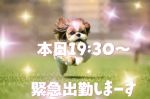 宮城まお