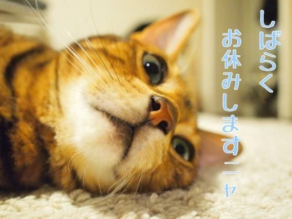しばらくお休みします