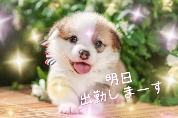 明日限定出勤しまーす