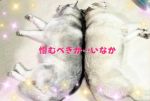おい！馬鹿犬２…