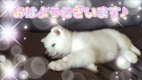 おはようございます♪