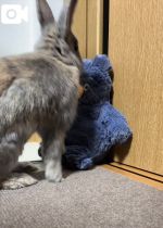 呉屋ななみ