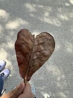 ありがとう♡
