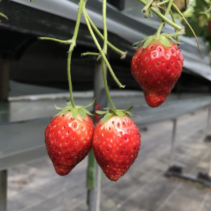 出勤しました♪