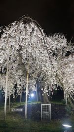 ななみ