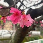 🌸桜がきれい🌸