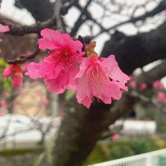 🌸桜がきれい🌸