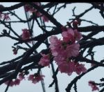 りさ【Fカップでサービス抜群♪】