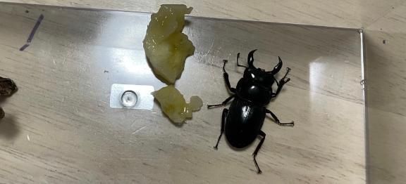おしらせ