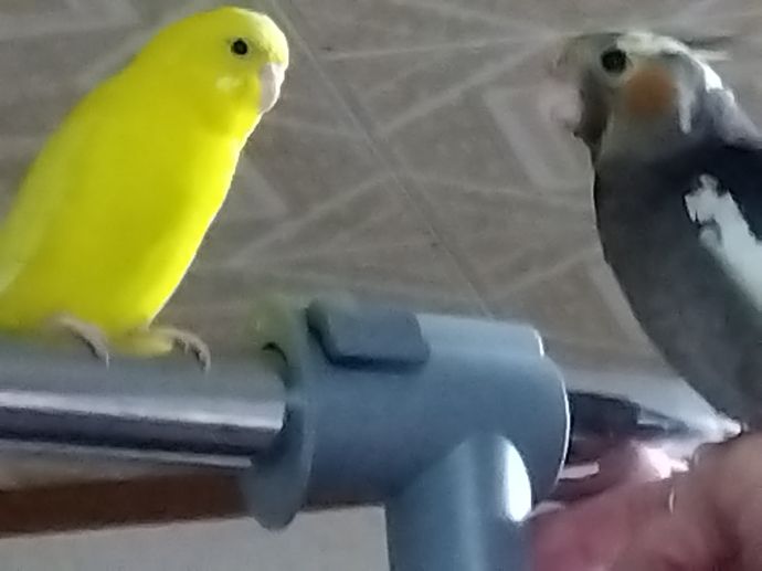 鳥女キラリ☆です(笑)