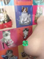�X�^���o�C�I�b�P�[