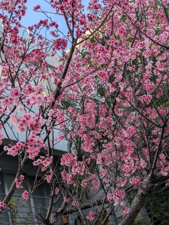 りさです☆ハレノヒ☆