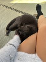 �L�D���Ɉ����l�͂��Ȃ��H