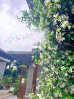 �f�g�b�N�X*�