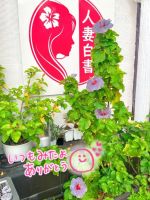 今日はコレ↓↓↓