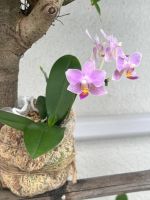 �炢����