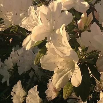 有難うございます( ´▽`)