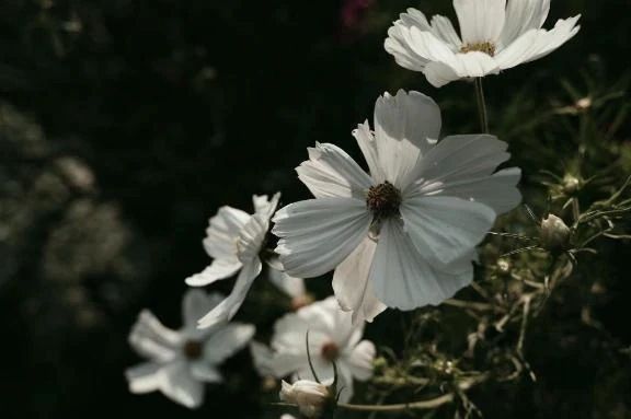 おはようございます