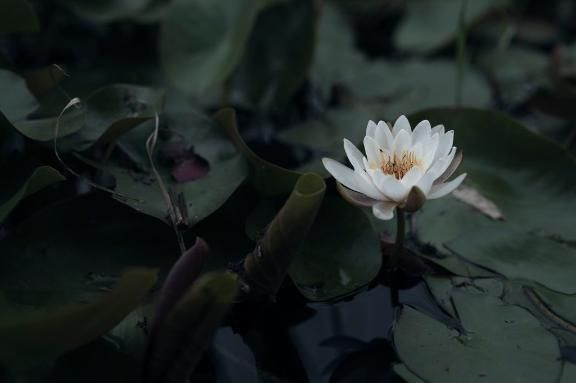 有難うございます(＾▽＾