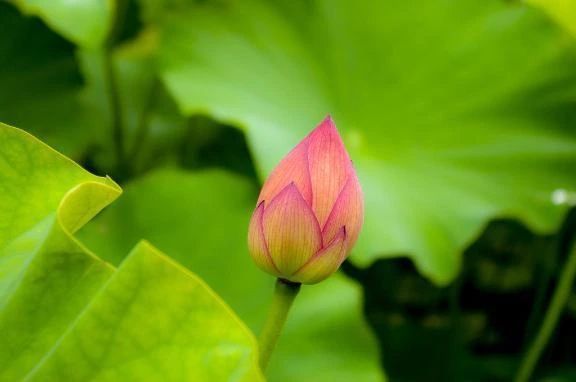 受付終了です