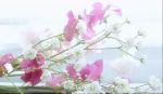 有難うございま…