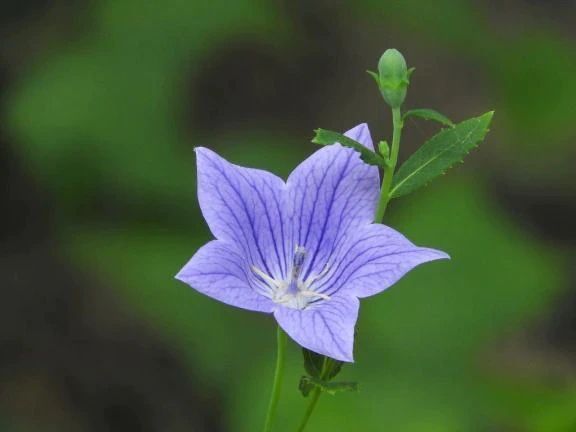 ありがとうございました