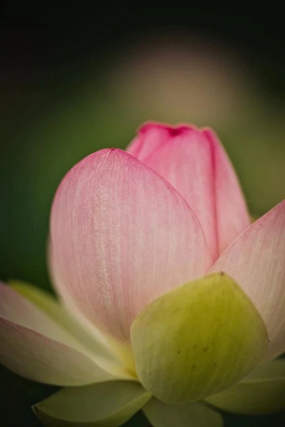 ありがとうございます