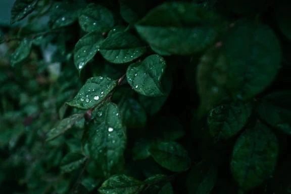 ありがとうございました