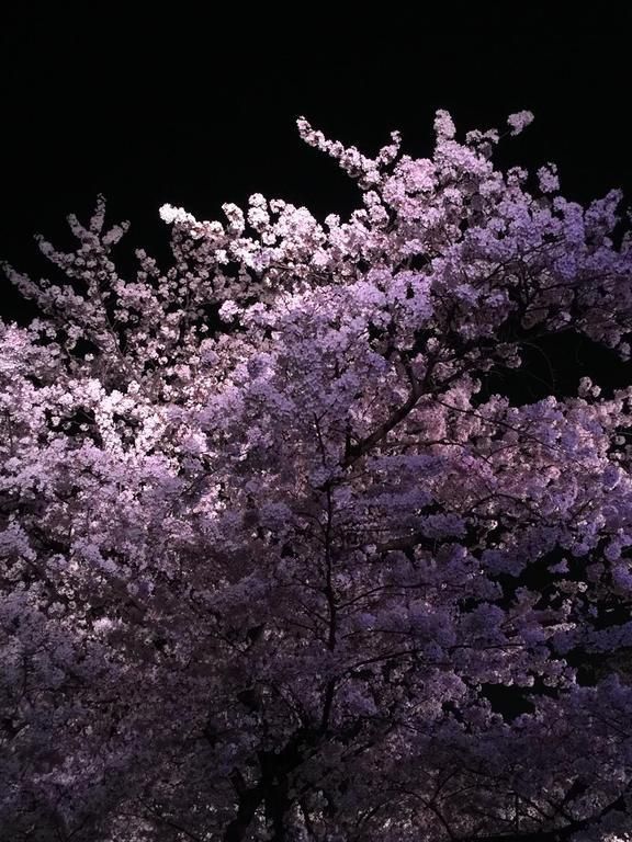 さくら舞い散る中に忘れた記憶と 君の 声が戻ってくる