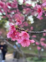 八重岳は三部咲…