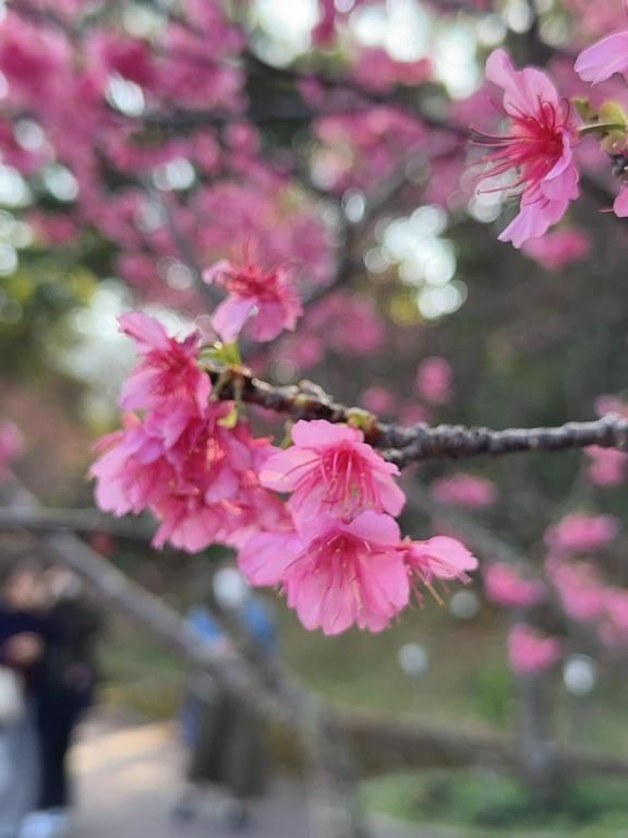 八重岳は三部咲き