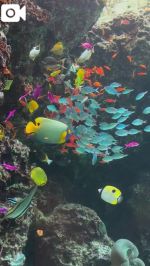 美ら海水族館に…