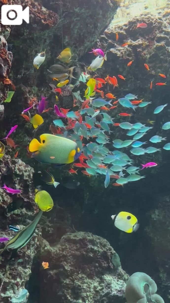 美ら海水族館にいってきました³₃