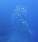 魚